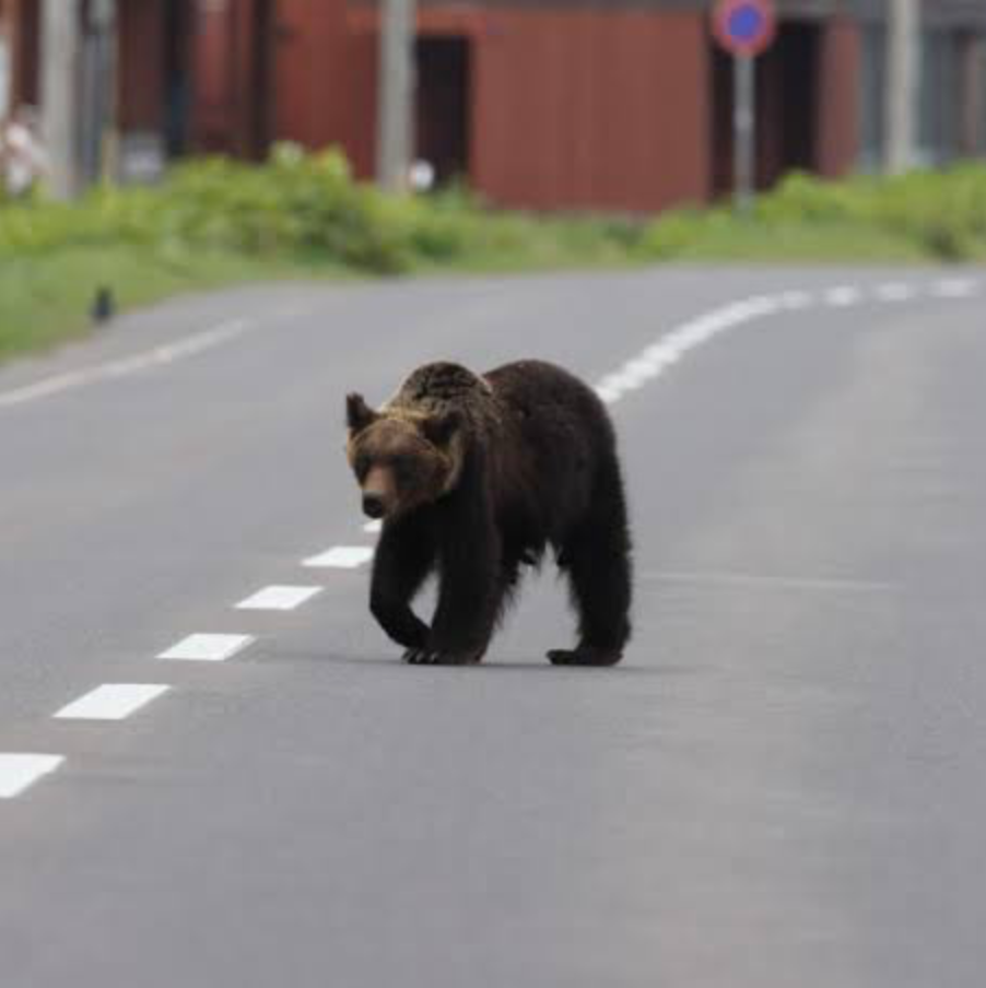 Hiker Killed in Bear Attack in Japanese Forest
