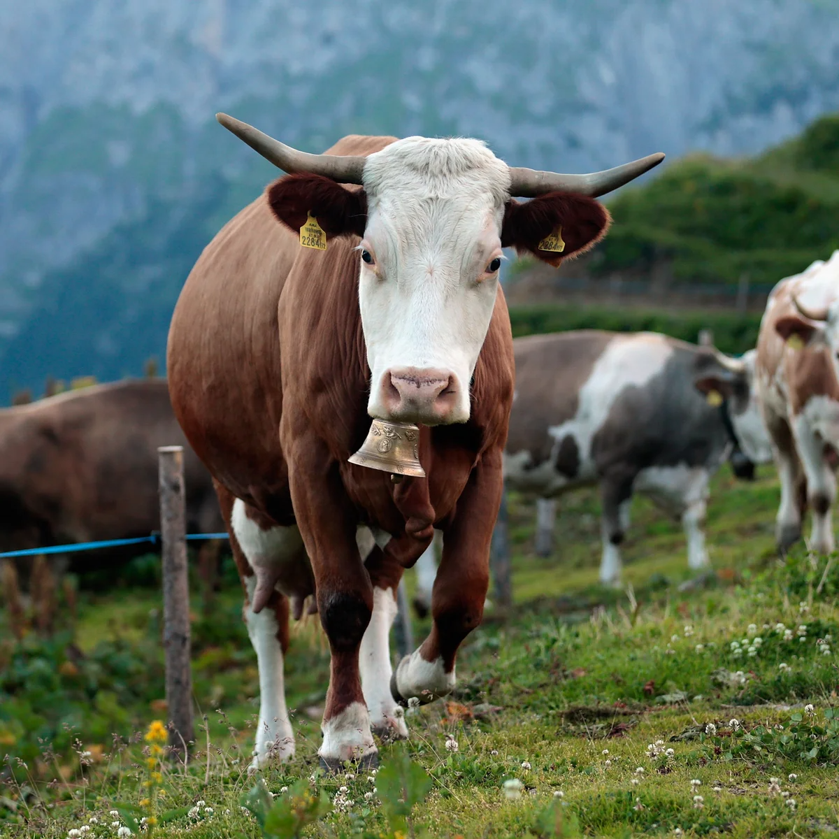 Hiker Trampled to Death by Cows in Austrian Alps